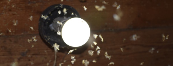 Tỉ lệ thu hút côn trùng của đèn led và thấp hơn rất nhiều so với đèn sợi đốt